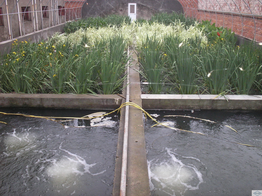 Rational use of roots aerator in aquaculture